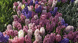 LOTS OF HYACINTHS